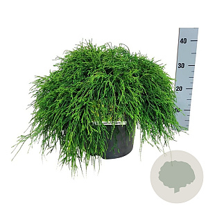 Chamaecyparis p. 'Sungold' 40-50 cm P26