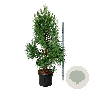 Cryptomeria j. 'Kitayama' 200-250 cm cont. 90L extra