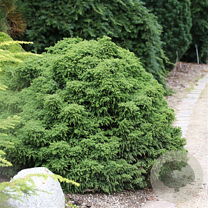 Cryptomeria j. 'Yokohama' 20-25 cm 3,0L
