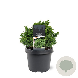 Cryptomeria j. 'Yokohama' 20-25 cm 3,0L