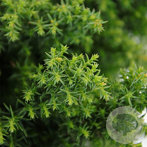 Cryptomeria j. 'Yokohama' 20-25 cm 3,0L