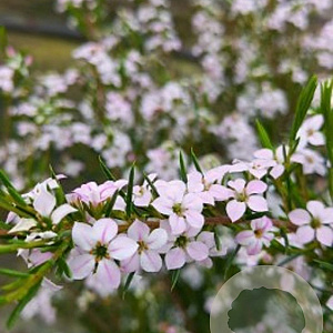 Diosma hirsuta 'Pink Fountain' 30-40 cm 3,0L