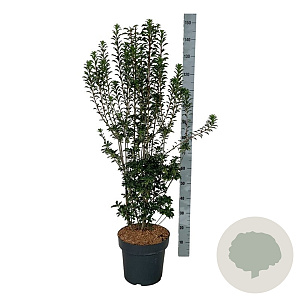 Enkianthus camp. 'Pagode' 100-125 cm 15L