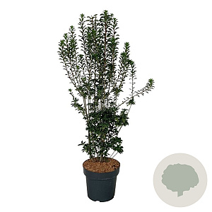 Enkianthus camp. 'Pagode' 100-125 cm 15L