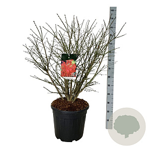 Euonymus alat. 'Compactus' 80-100 cm 30L extra