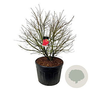 Euonymus alat. 'Compactus' 125-150 cm cont. 230L solitair