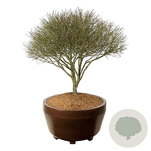 Euonymus alat. 'Compactus' 175-200 cm eigen wortel scherm bronze