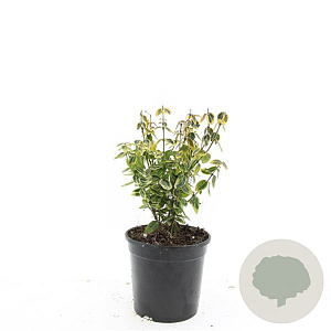 Euonymus fort. 'Emerald 'n' Gold' GM C1.3