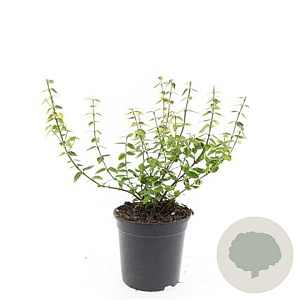 Euonymus fort. 'Emerald 'n' Gold' GM C1.3