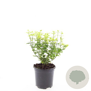 Euonymus fort. 'Emerald 'n' Gold' GM C1.3