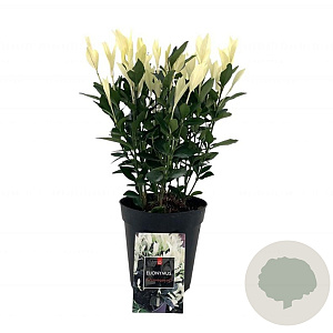 Euonymus japonicus 'Extravaganza' 3,0L