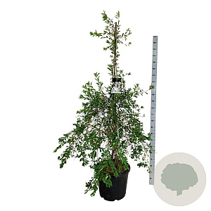 Exochorda 'The Bride' 170-200 cm cont. 55L extra