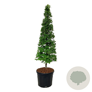 Fagus sylvatica 175-200 cm cont. 90L