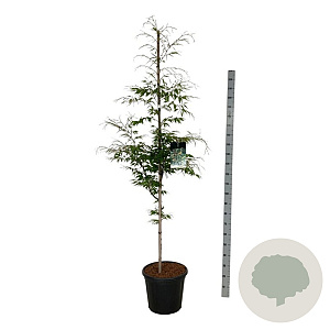 Fagus syl. 'Aspleniifolia' 175-200 cm 30L extra