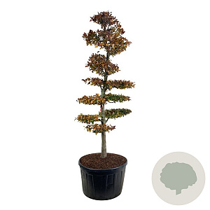 Fagus syl. 'Atropunicea' 250-300 cm cont. 285L bonsai