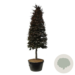 Fagus syl. 'Atropunicea' 350-400 cm cont. 500L piramide