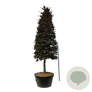 Fagus syl. 'Atropunicea' 350-400 cm cont. 500L piramide