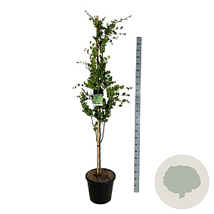 Fagus syl. 'Dawyck' 175-200 cm 30L extra