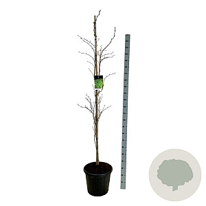 Fagus syl. 'Dawyck' 175-200 cm 30L extra