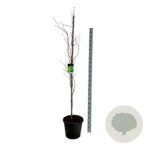 Fagus syl. 'Dawyck Gold' 175-200 cm 30L extra