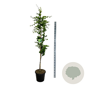 Fagus syl. 'Dawyck Gold' 175-200 cm 30L extra