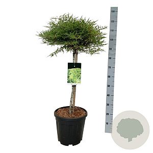 Fagus syl. 'Mercedes' 60 cm stam 15L