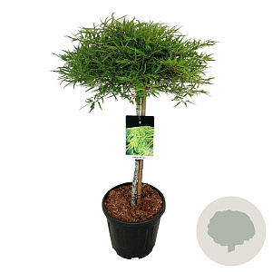 Fagus syl. 'Mercedes' 60 cm stam 15L