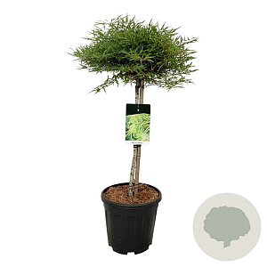 Fagus syl. 'Mercedes' 60 cm stam 15L