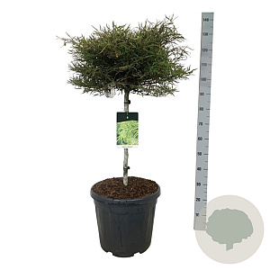 Fagus syl. 'Mercedes' 60 cm stam 30L
