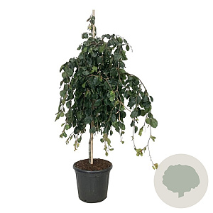 Fagus syl. 'Pendula' 125-150 cm 30L extra