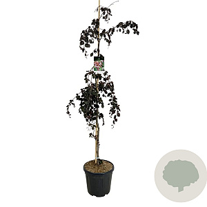 Fagus syl. 'Purple Fountain' 175-200 cm 30L extra
