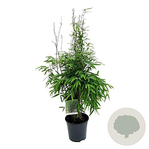 Fargesia nitida 'Gansu 95/2' 80-100 cm 10L