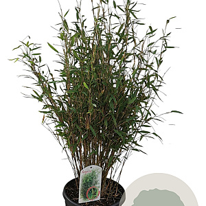 Fargesia nitida 'Gansu 95/2' 80-100 cm 10L