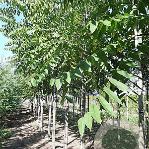 Fraxinus amer. 'Autumn Applause' 12-14 HO draadkluit