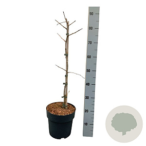 Ginkgo biloba 'Select Compact' 50-60 cm 5,0L piramide antraciet