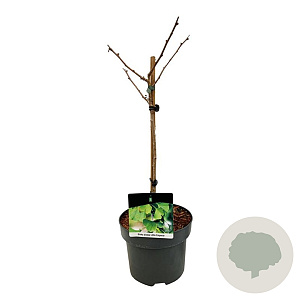 Ginkgo bil. Little Emperor 40 cm stam 5,0L