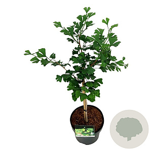 Ginkgo bil. Little Emperor 40 cm stam 5,0L