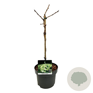Ginkgo bil. 'Mariken' 40 cm stam 4,5L