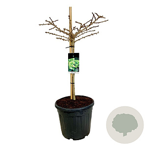 Ginkgo bil. 'Mariken' 60 cm stam 30L