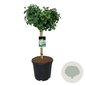 Ginkgo bil. 'Mariken' 60 cm stam 30L