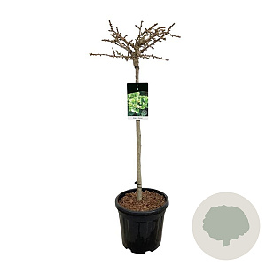 Ginkgo bil. 'Mariken' 80 cm stam 15L