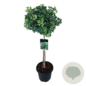 Ginkgo bil. 'Mariken' 80 cm stam 15L