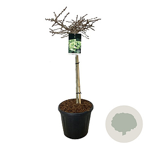 Ginkgo bil. 'Mariken' 80 cm stam 30L