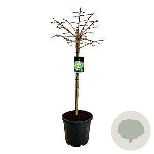 Ginkgo bil. 'Mariken' 90 cm stam 30L