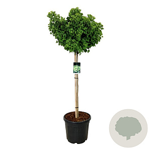 Ginkgo bil. 'Mariken' 120 cm stam cont. 55L extra