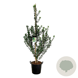 Ginkgo bil. 'Menhir' 175-200 cm 30L extra