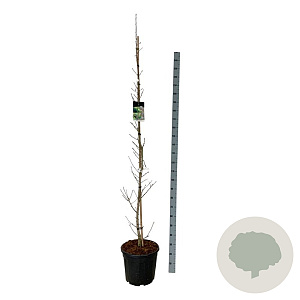 Ginkgo bil. 'Menhir' 175-200 cm 30L extra