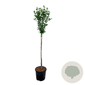 Hibiscus syr. 'Hamabo' 90 cm stam 15L