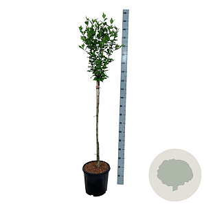 Hibiscus syr. 'Hamabo' 90 cm stam 15L