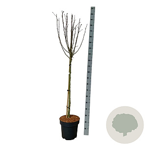 Hibiscus syr. Starburst Chiffon 90 cm stam 15L